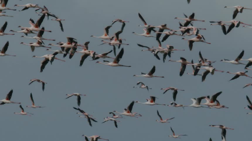 A flock of geese are flying across the sky