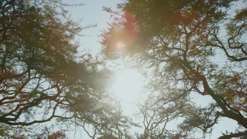 The sun shines brightly through the branches of trees