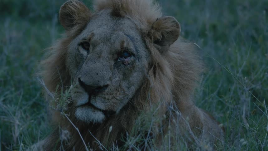 Old lion lies on the green grass at dusk