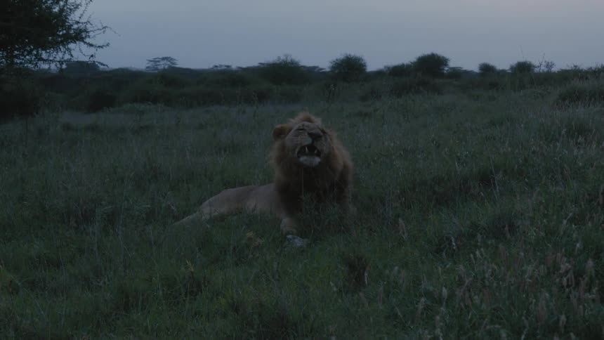 A lion lying in the grass opens his mouth wide in a yawn