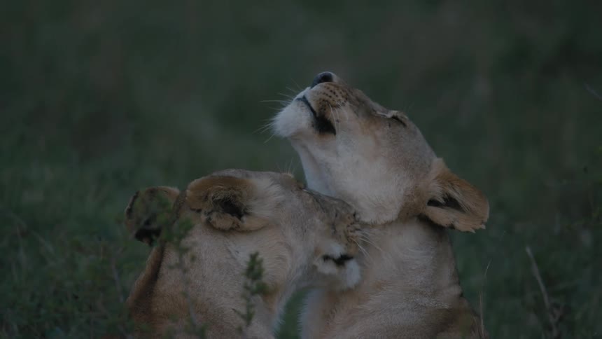 Two lionesses licking each others necks in the middle of a grass field