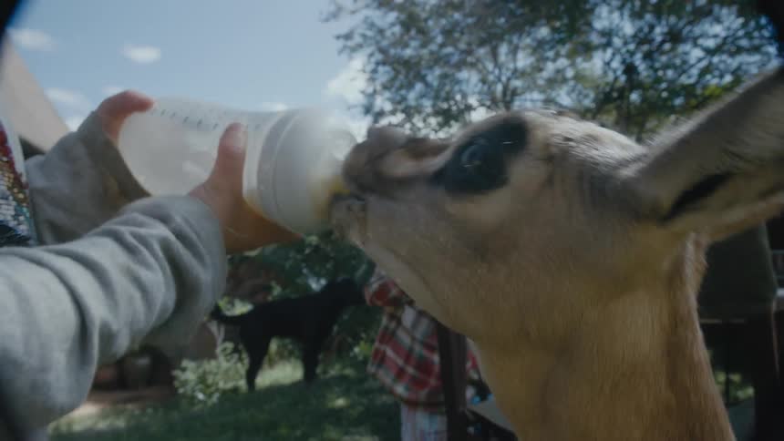 A young girl on a farm feed a baby deer with a bottle