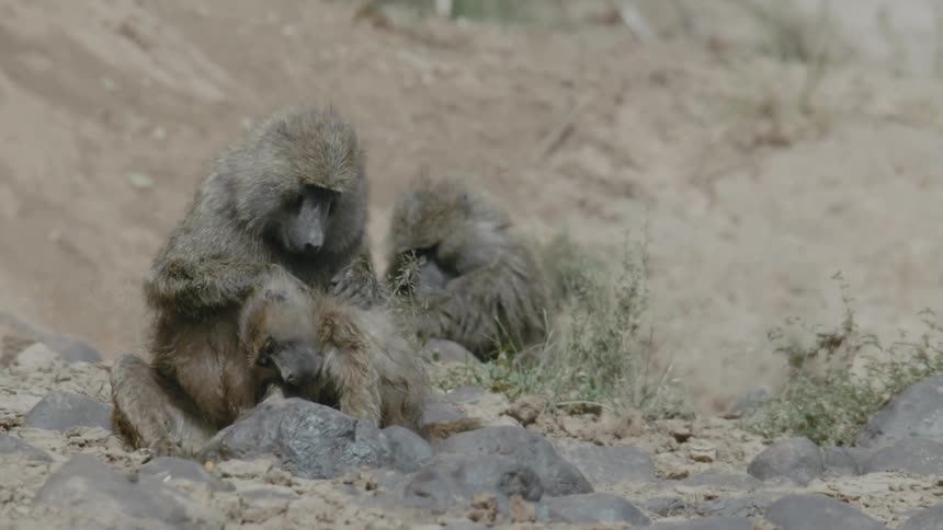 Three monkeys are in the wilderness in their natural habitat