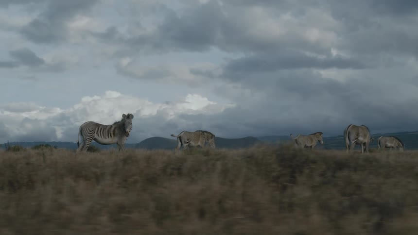 Group of zebras standing and eating the grass on a grass field