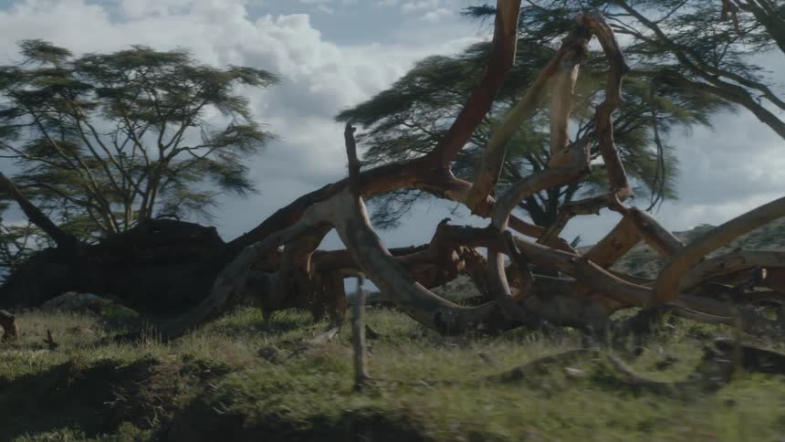 A fallen tree is near the forest