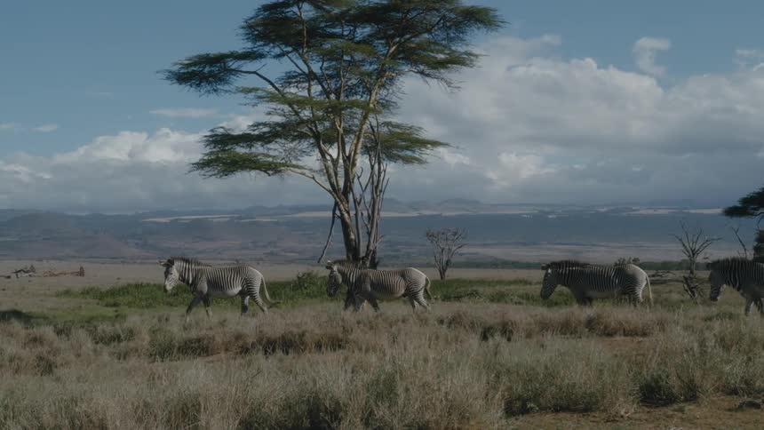 Herd of african zebras walking on the dry savannah grass
