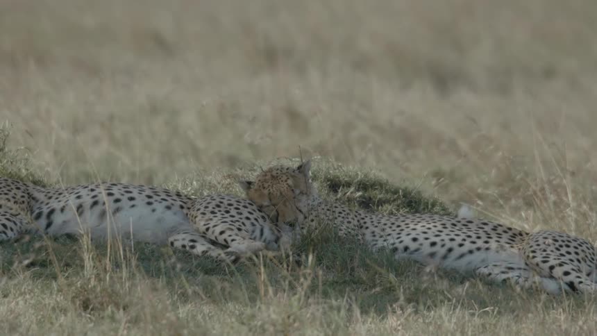 Two cheetahs sleeping leaning against each other in the middle of an open field
