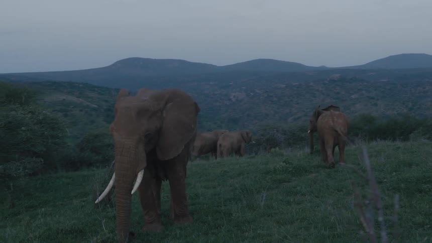 Herd of african elephants grazes and walks in grassy hills