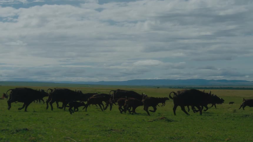 A herd of horned cattle run across the grassland