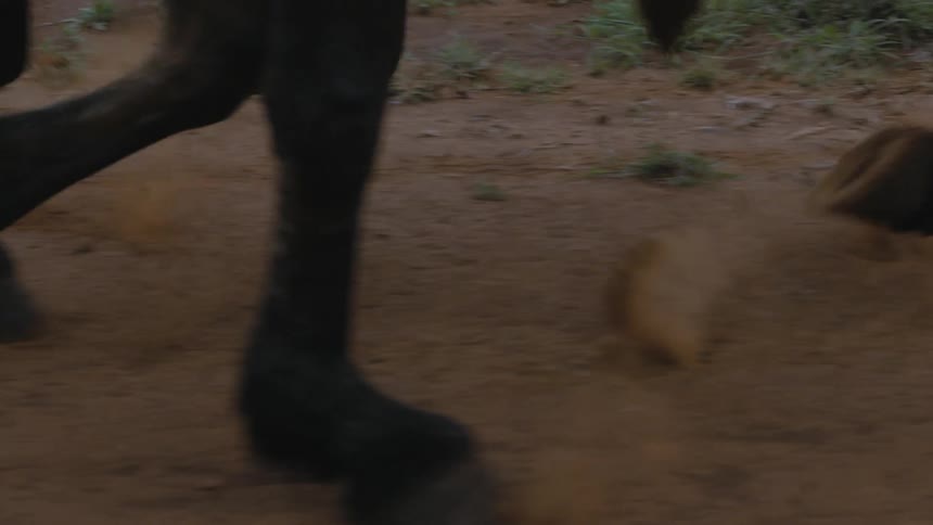 The legs and hooves of animals as they run side by side on a dirt road