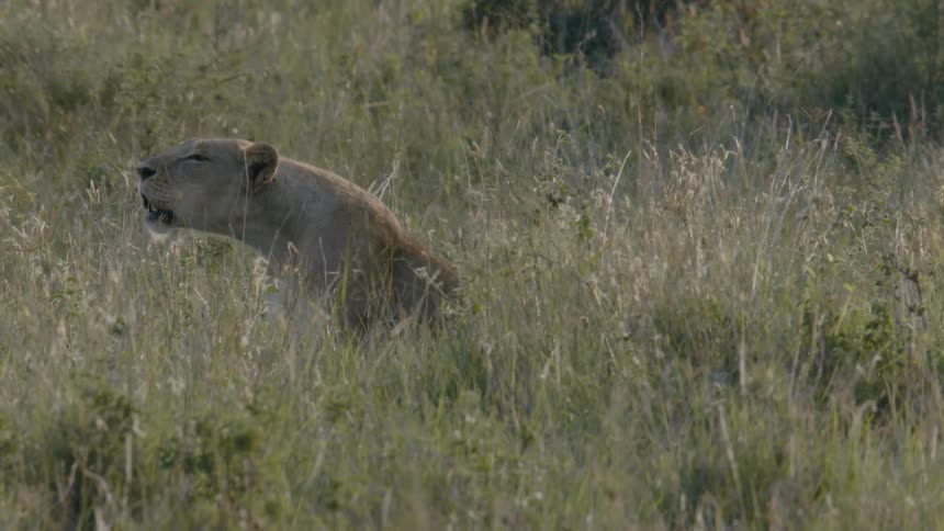 A lioness growling in tall grass in nature
