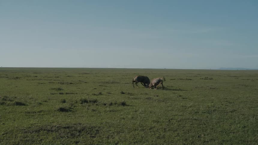 Two animals are fighting outdoors in spring