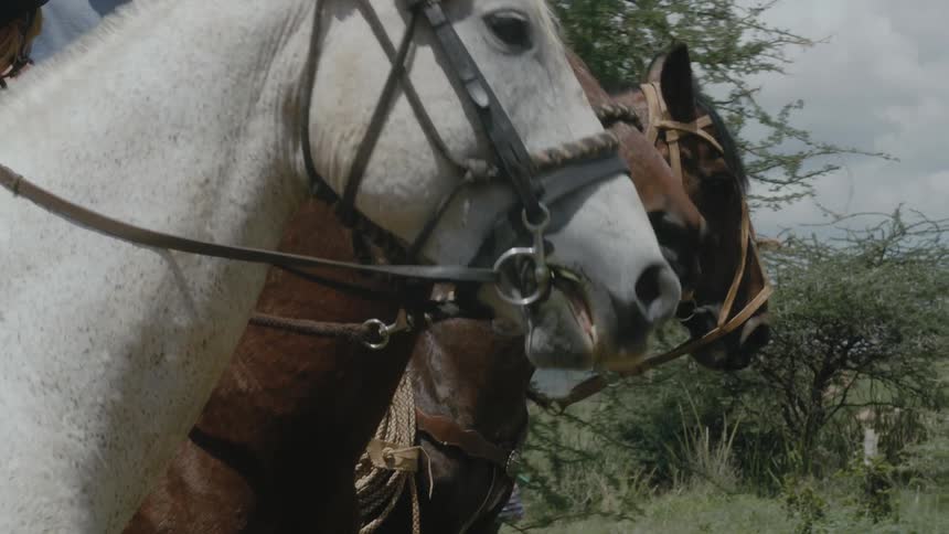 Riders ride brown white and black horses controlling the bridles in the field