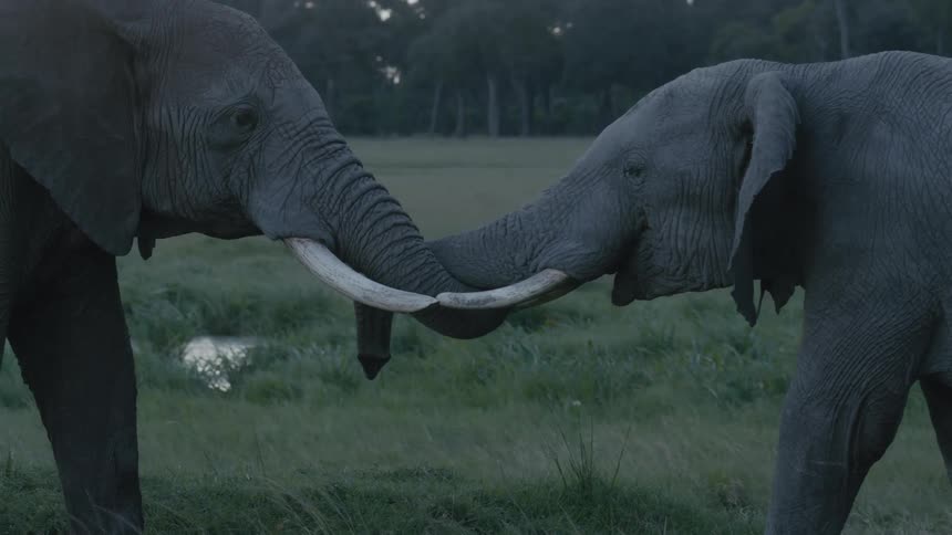 Two elephants touch tusks