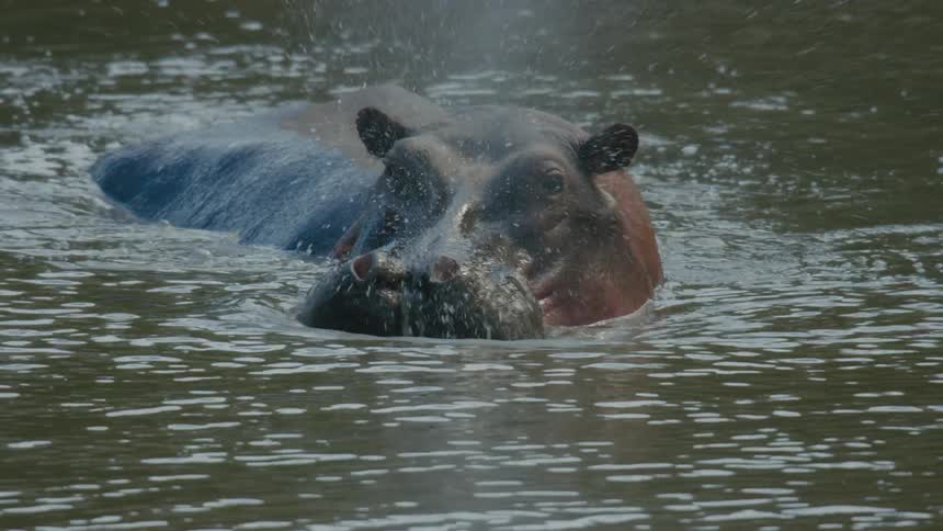 Hippo swimming at lake and blowing water from his nostrils