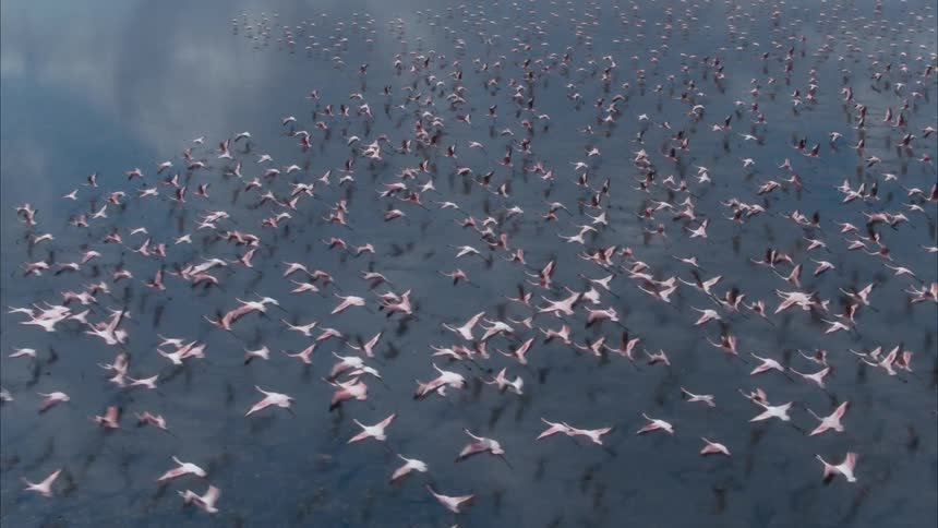 A flock of flamingos are flying across the sky