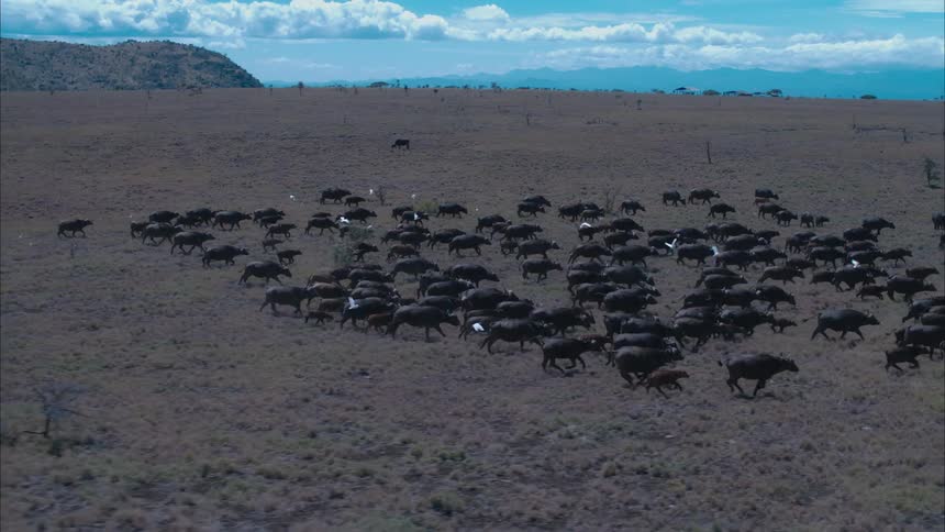 Aerial view of water buffalos running across the field
