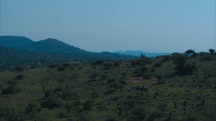 Dogs walking ahead of people on horseback as they approach a herd of walking elephants