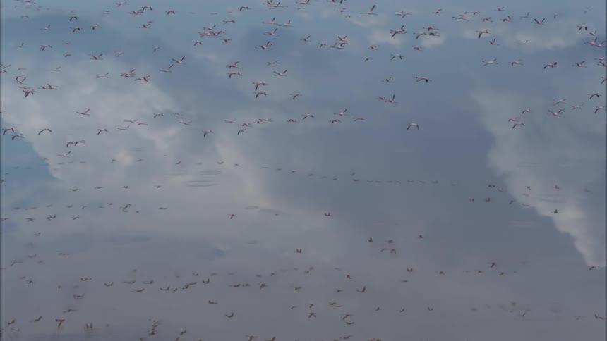 A flock of birds fly through the clouds