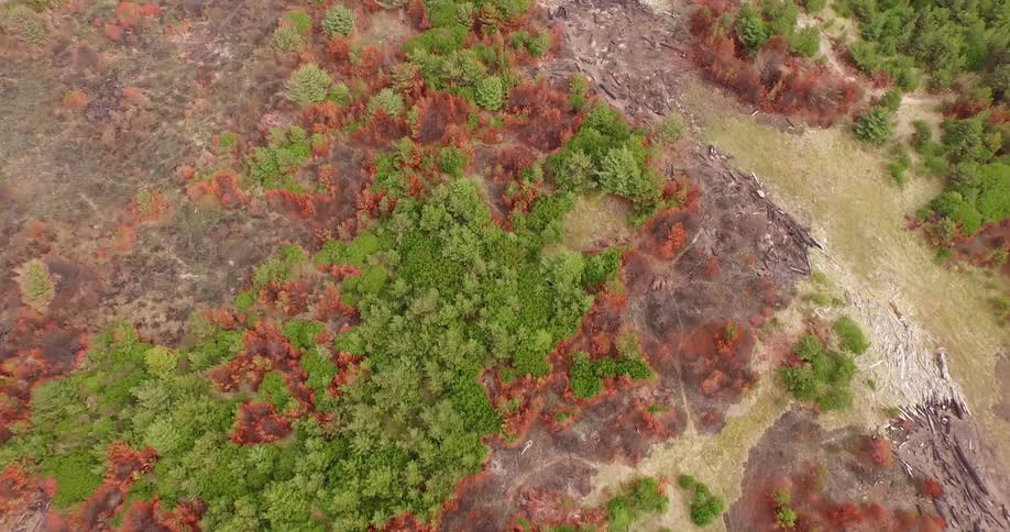Aerial view of a colorful wilderness