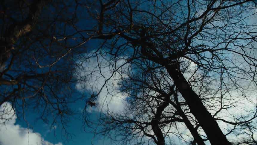 Trees are silhouetted against the blue sky and shining sun on snowy field
