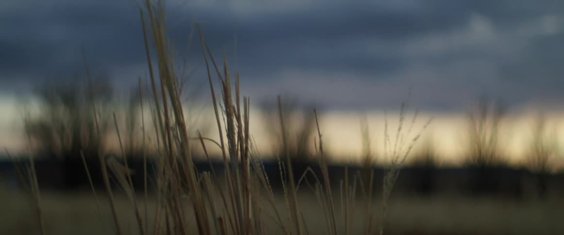 Wild grass sways gently in wind in the field at dusk