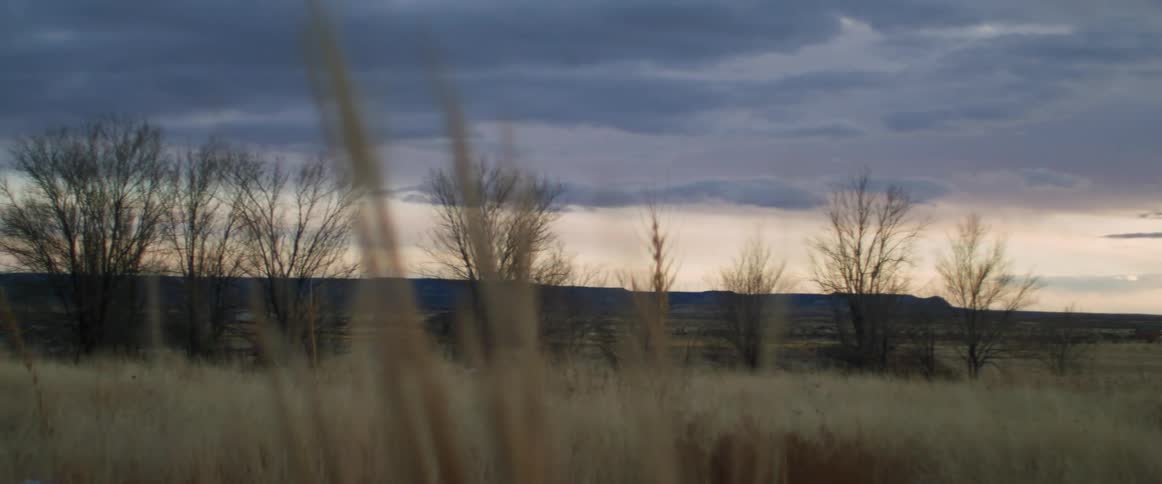 Plants move in the breeze and there are bare trees in the distance under a cloudy sky