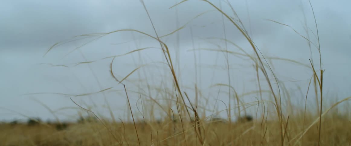 A view of grasslands outdoors