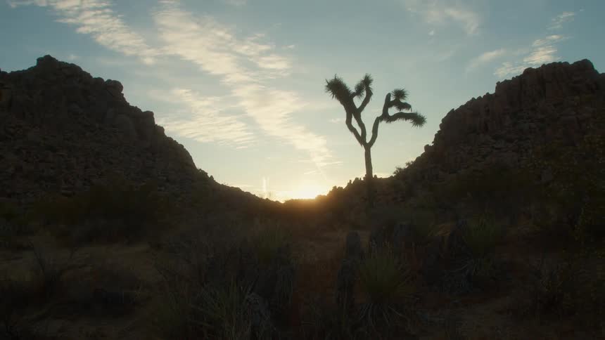 A view of a cactus in the desert