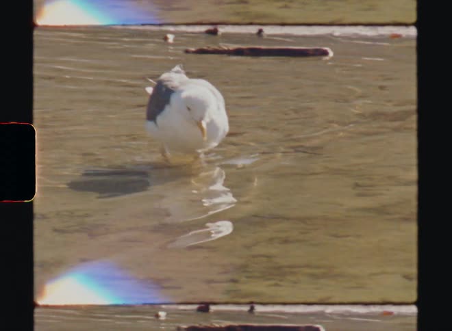 Pfeiffer Beach Big Sur California Beach Seagull Super 8 Film 4k scan