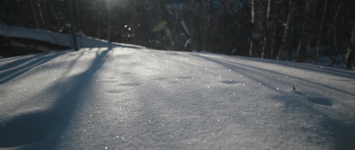 The sun shines through bare trees and the snow sparkles in the sunlight