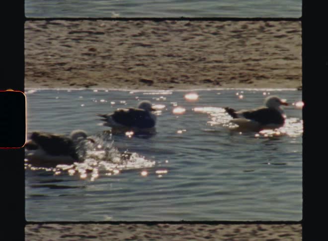 Big Sur California Ducks bathe themselves in the lake on a sunny day Super 8 4k Film Scan