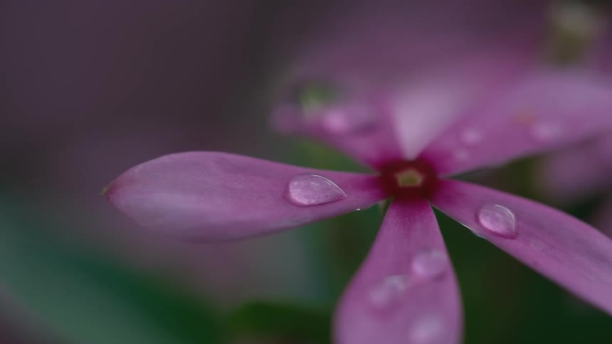 A small pink flower has droplets of moisture clinging to its petals