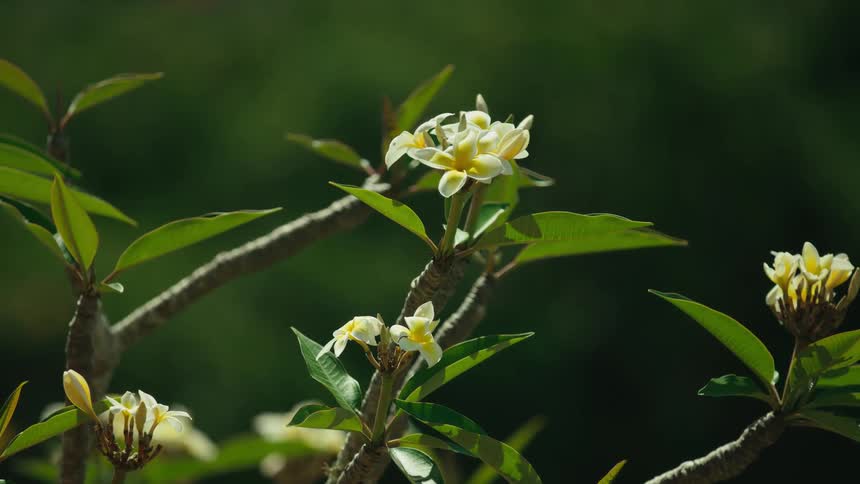 The sun shines on yellow flowers with green leaves as they move in the breeze