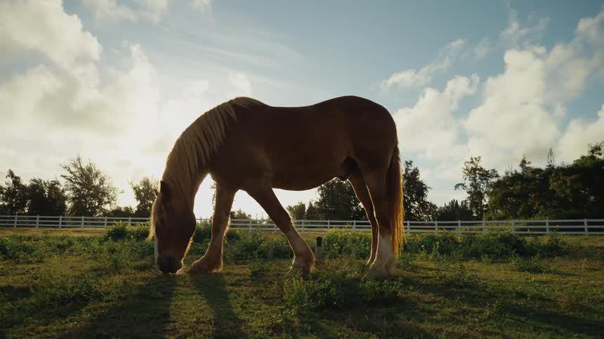 A horse grazes in a pasture