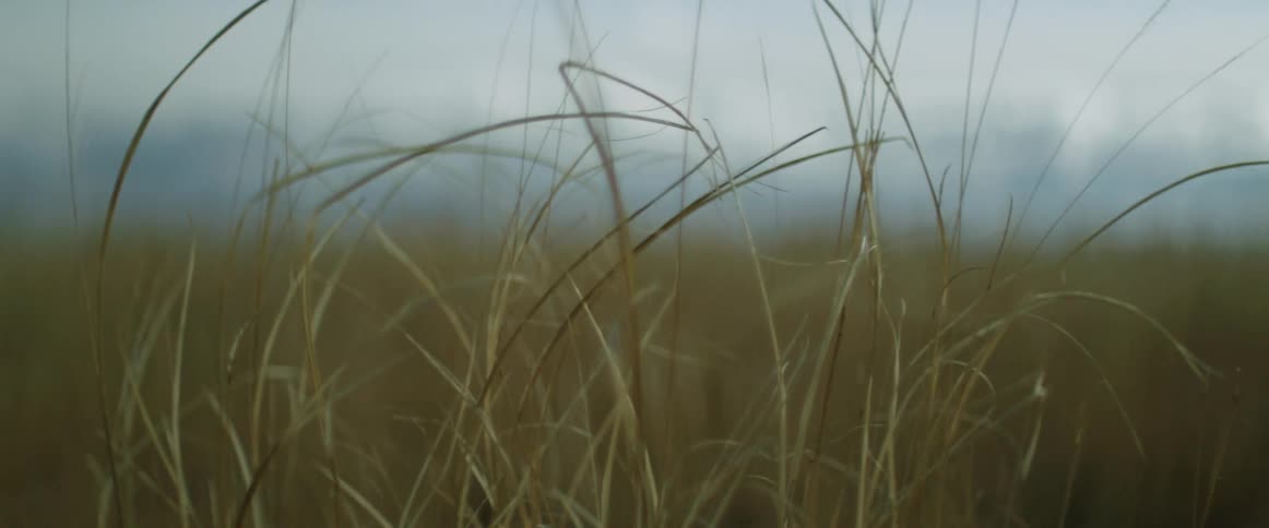 A closeup of several tall pieces of wild grass reveals them swaying in a light breeze