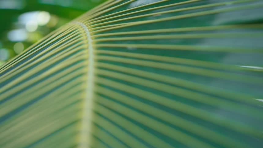 The sun shines on the green leaves of a plant as it moves in the breeze