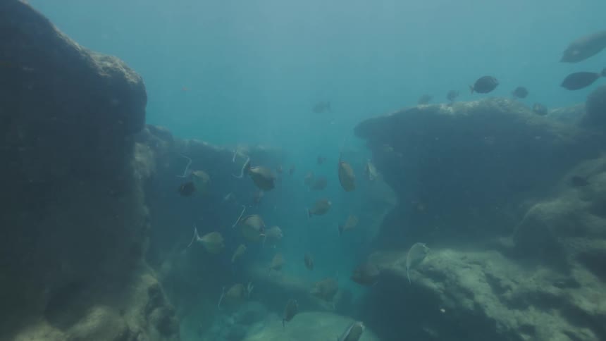 Tropical fish swim underwater