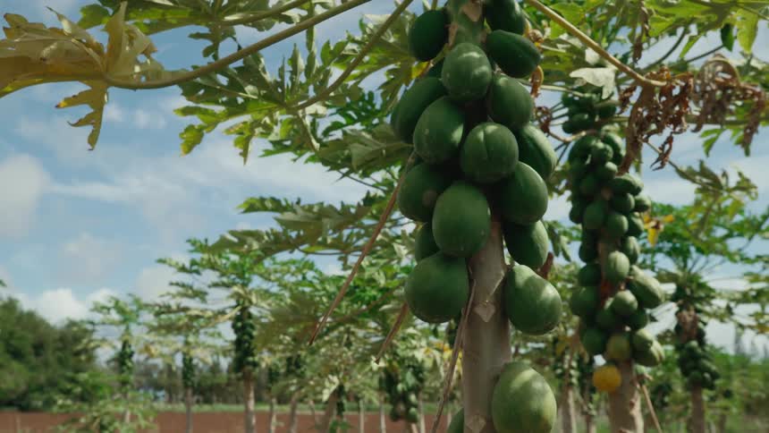 Fruit is growing on tropical trees in spring