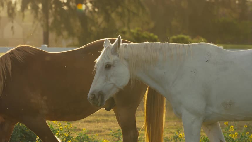 White and brown horse graze on horse farm at sunset