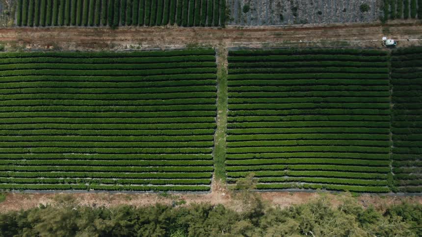 Aerial view of rows of plants on a farm