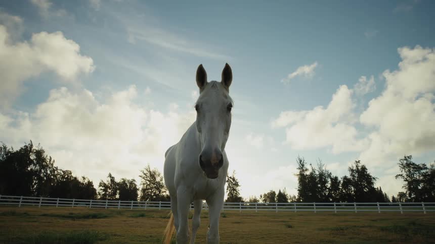 Dark and white horse graze on horse farm