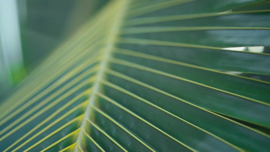 Close up of leaves on a plant