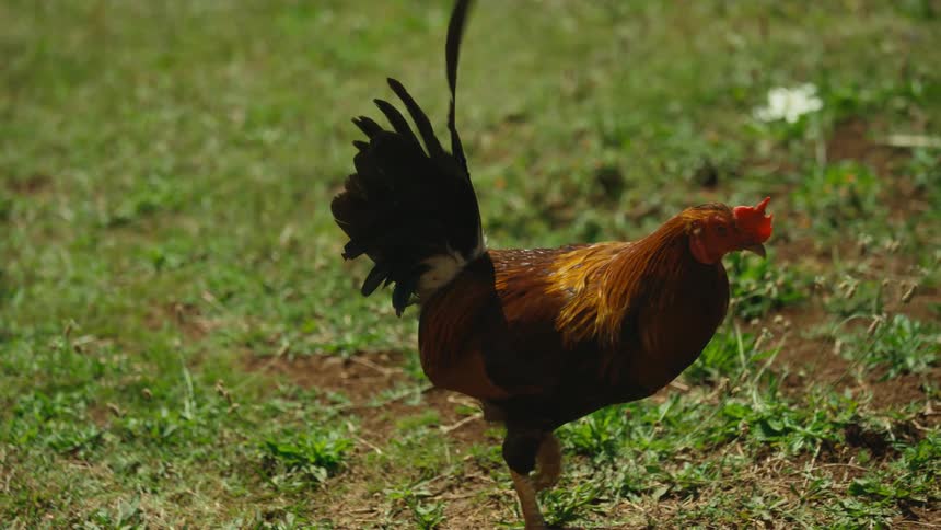 A rooster is walking on the grass in spring