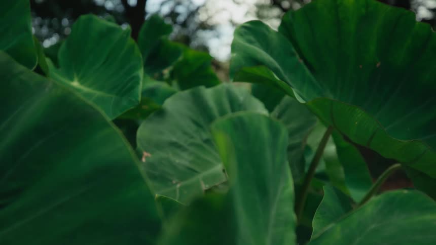 Close up view of tropical leaves are displayed