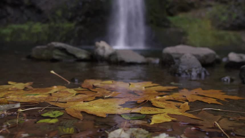 Yellow leaves floating in water with waterfall in background