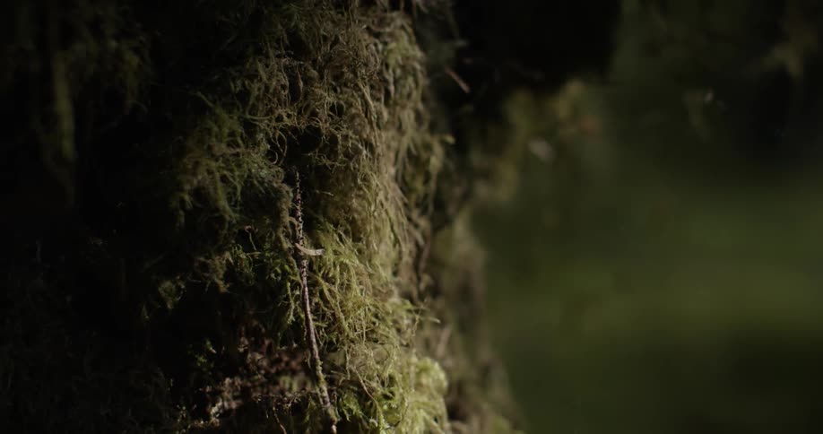 Close up of the side of a tree