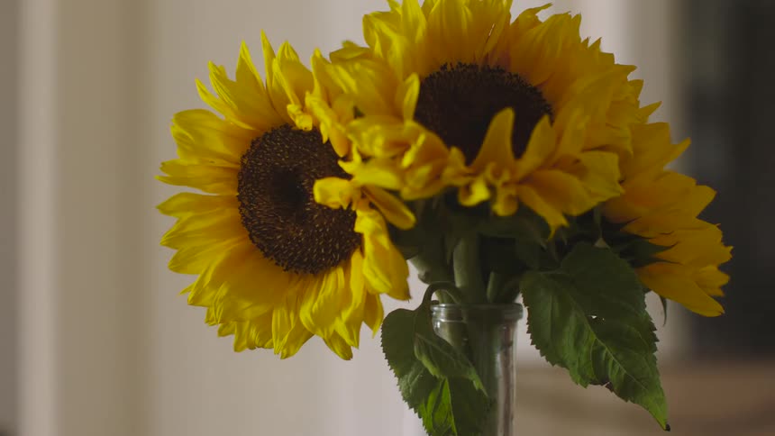 Sunflowers are in a vase inside a home