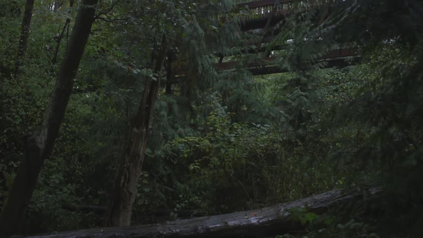 Moving through a wet forest and viewing a bridge above