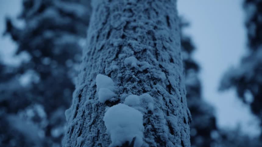 The trunk of a tree covered in frost